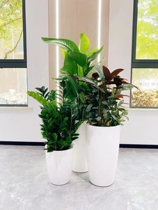 价格超实惠的花木租摆,就在宁波余姚!